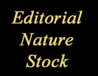 editorial nature stock photography