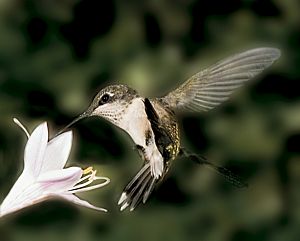 Hummingbird and flower