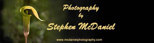 McDaniel Photography name sign