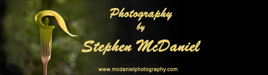 McDaniel Nature Photography name sign