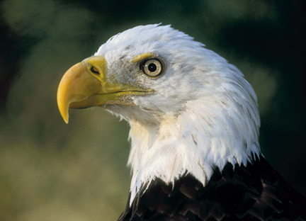 Up Close and Personal: Vigilance